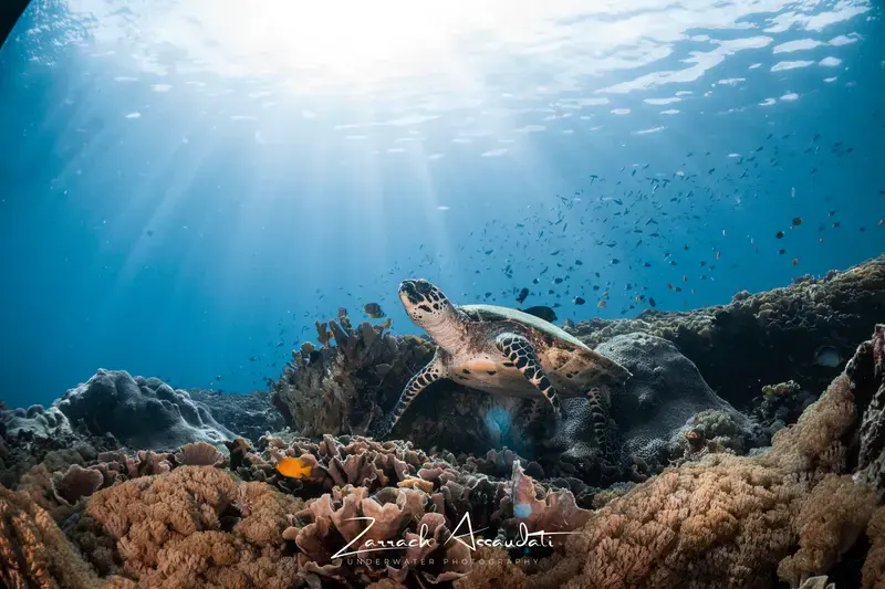 Sea turtle underwater photography on a Nusa Penida dive trip at Crystal Bay and North Penida reefs