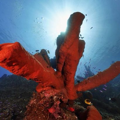 Diving-Nusa-Penida