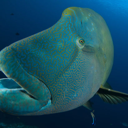 Diving-Nusa-Penida