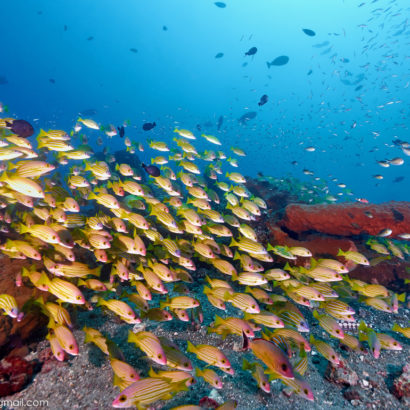 Diving-Nusa-Penida