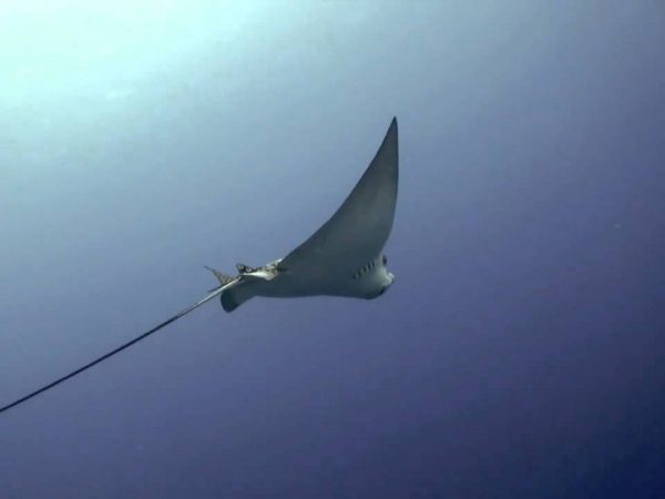 Scuba-Bali-dive