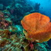 Nusa-penida-dive