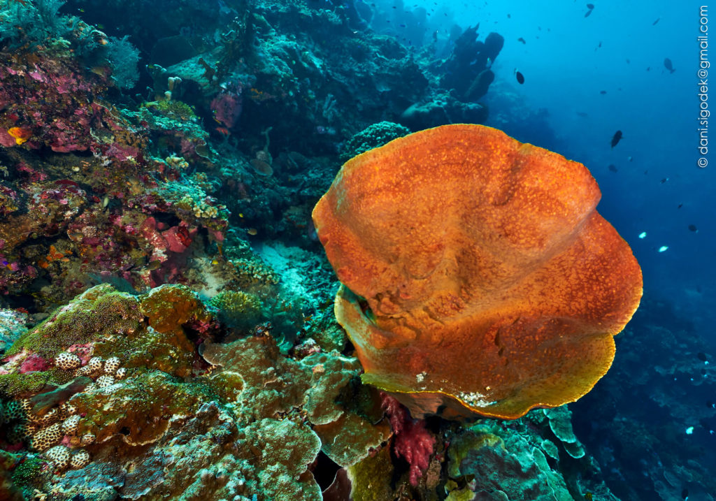 Nusa-penida-dive