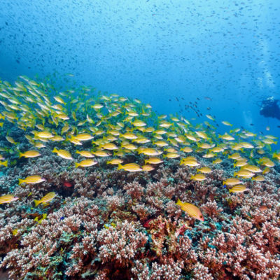 diving-nusa-penida