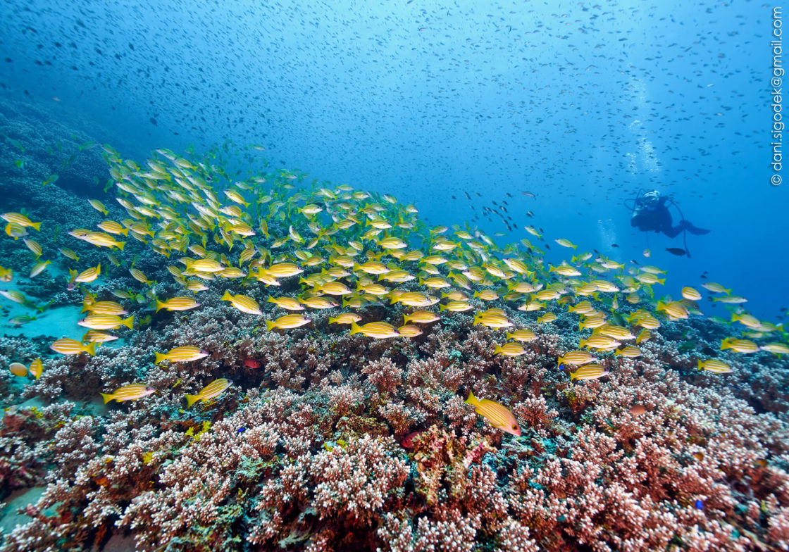 diving-nusa-penida