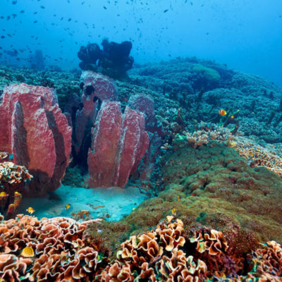 dive-nusa-penida