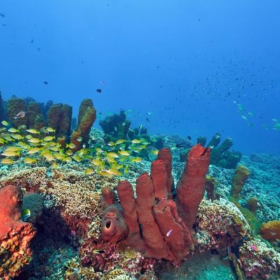 divemaster-indonesia