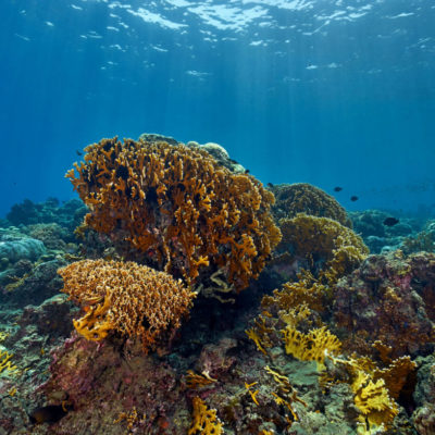 togean-islands-diving