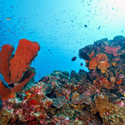 togean-islands-diving