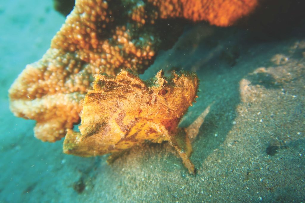 idc-nusa-penida