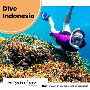 Dive-Indonesia