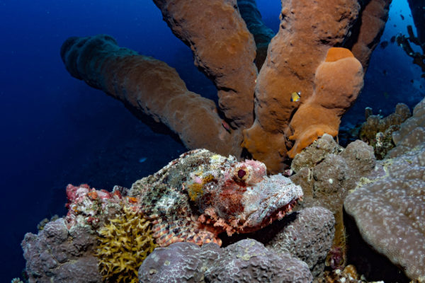 scuba-diving-training