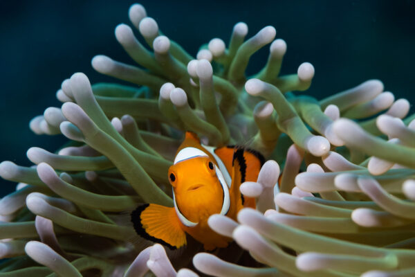 scuba-diving-courses