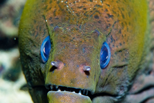 Dive-indonesia