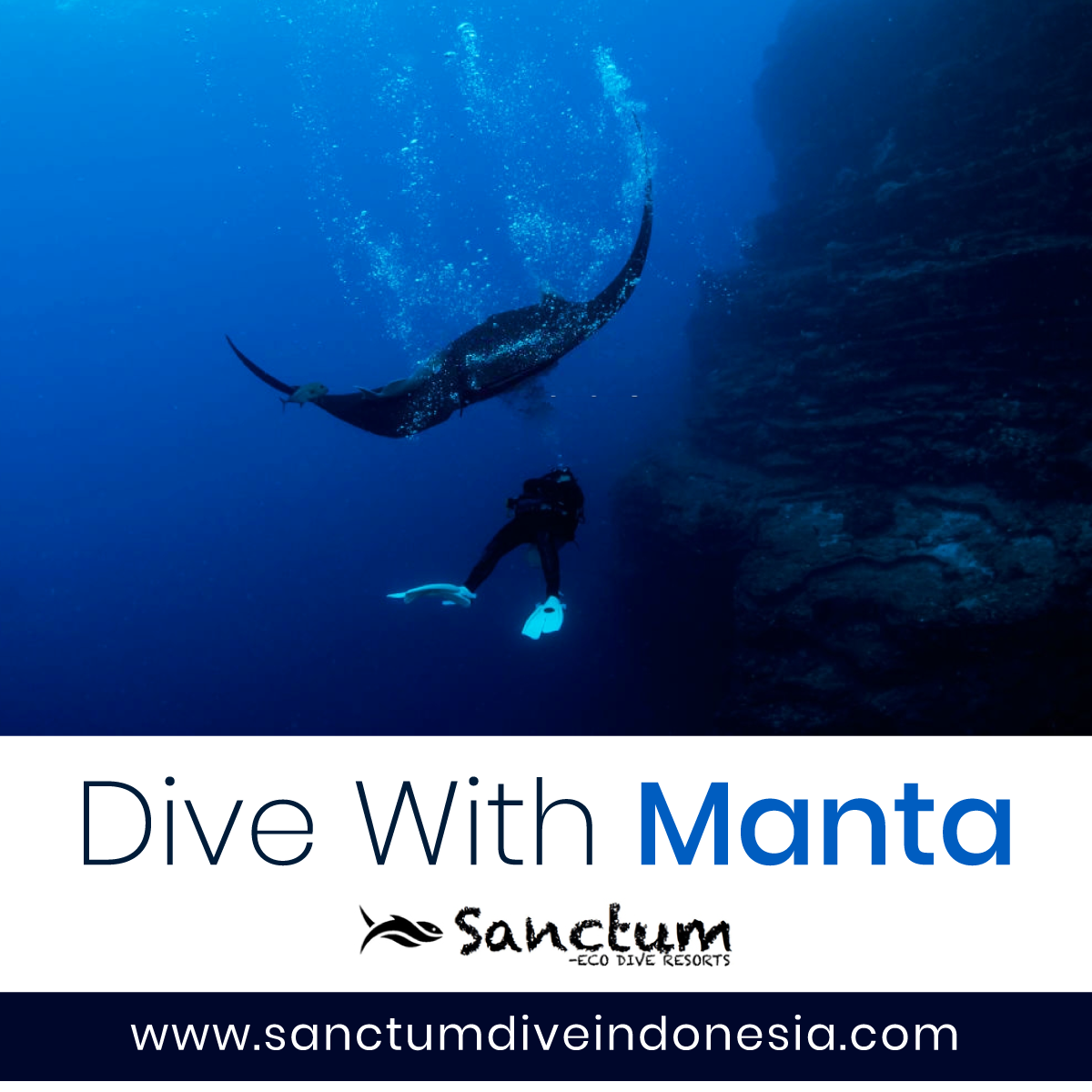 dive-with-manta