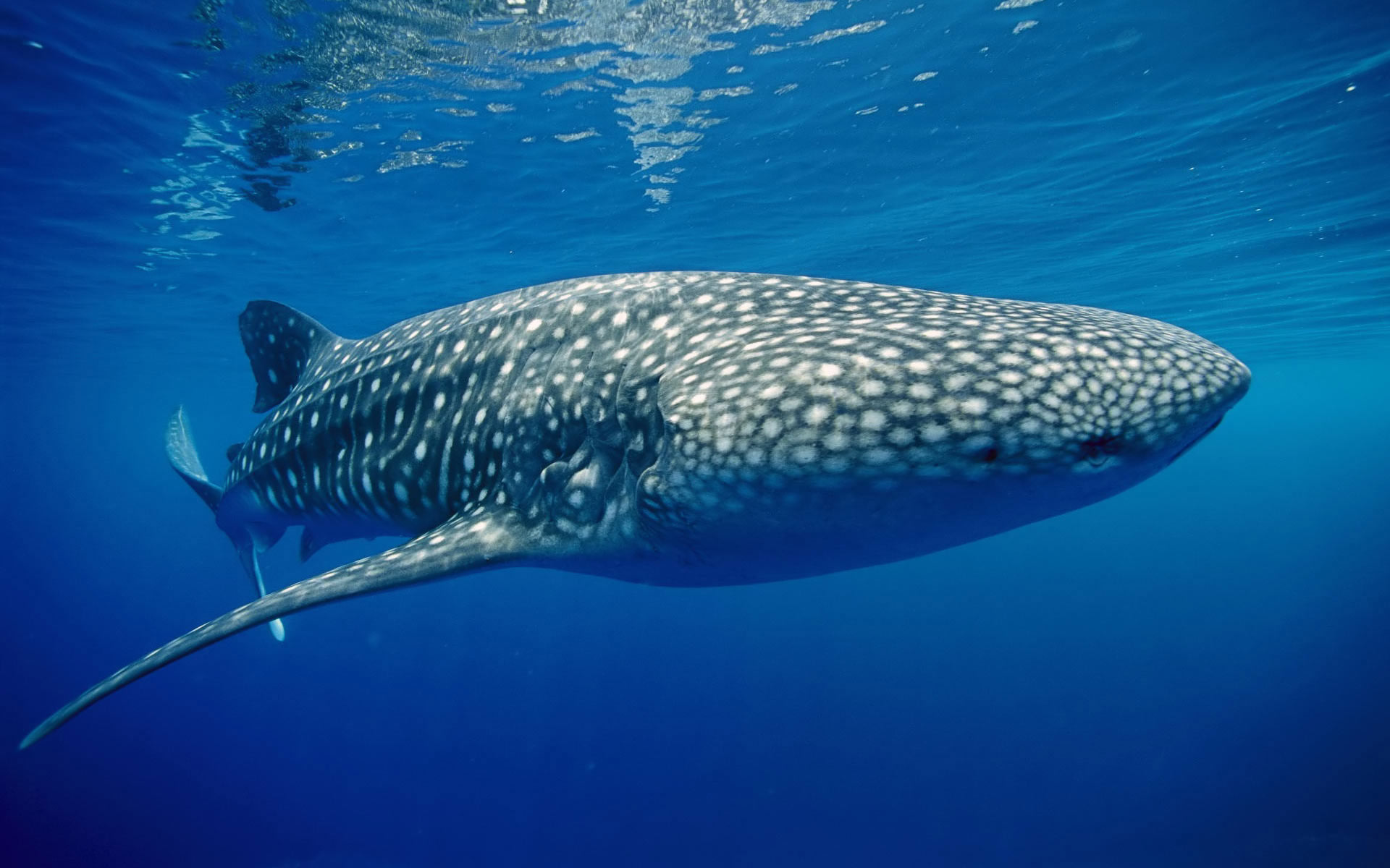 nusa penida dive