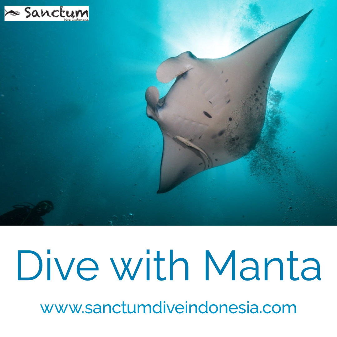 dive-with-manta