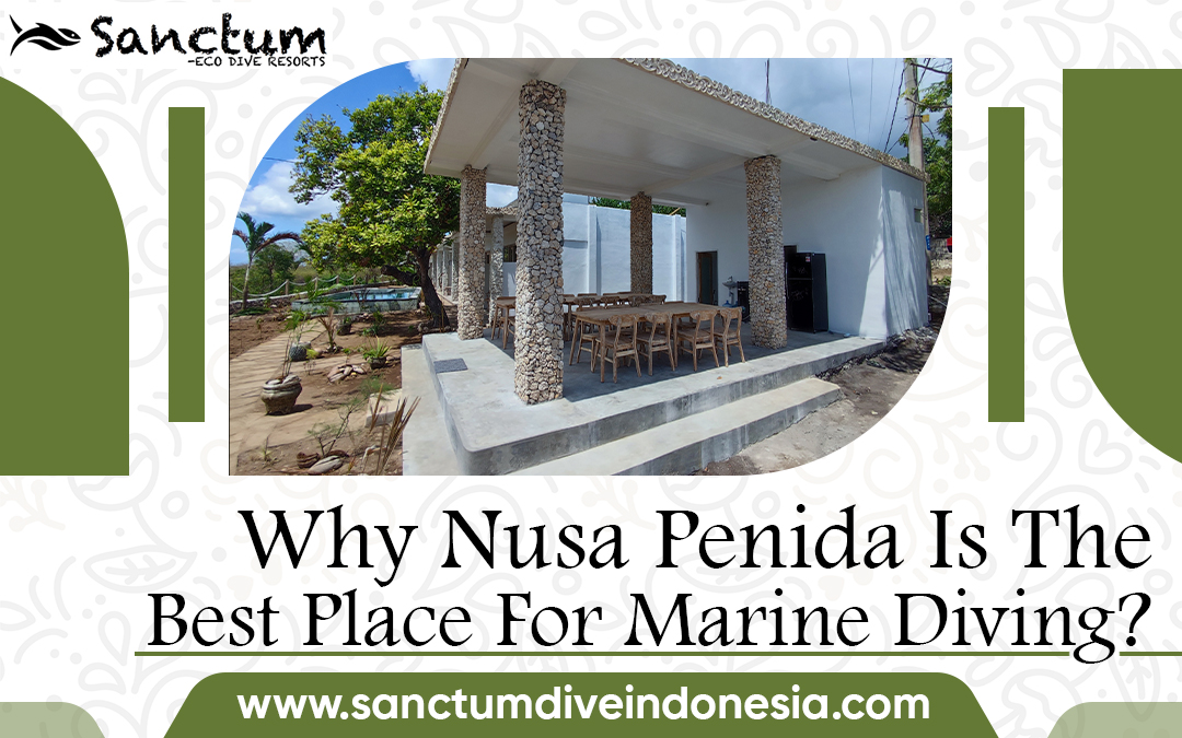 Why Nusa Penida Is The Best Place For Marine Diving?