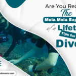 Are You Ready for the Mola Mola Experience of a Lifetime? Tips for Divers