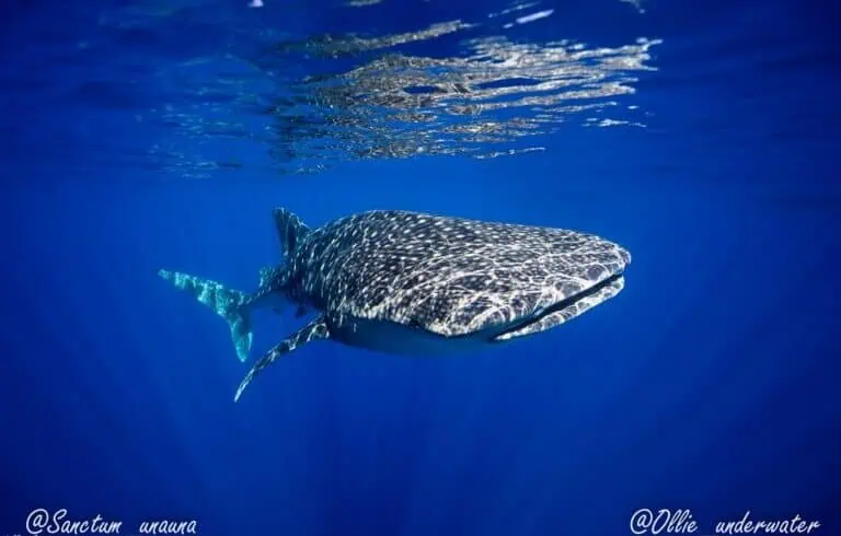 whale-shark-gliding