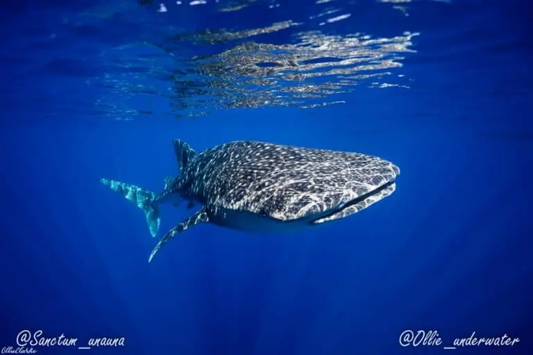 whale-shark-gliding