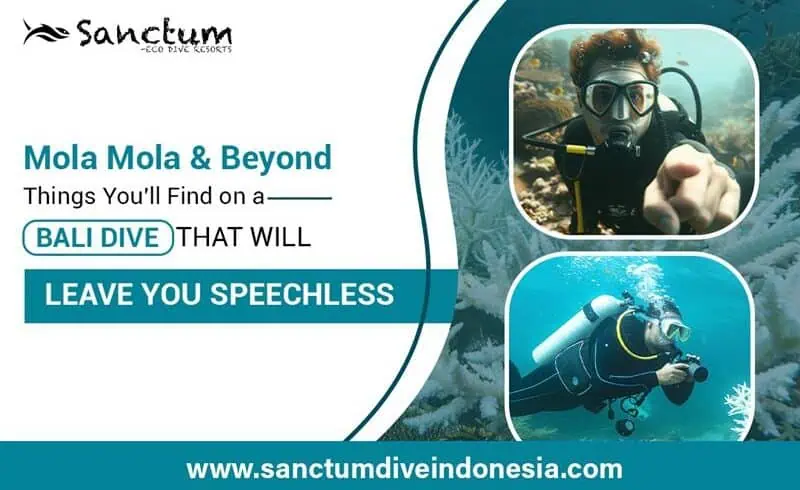 Mola Mola & Beyond: Things You'll Find on a Bali Dive That Will Leave You Speechless