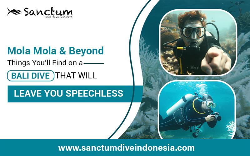 Mola Mola & Beyond: Things You'll Find on a Bali Dive That Will Leave You Speechless