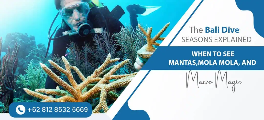 The Bali Dive Seasons Explained: When to See Mantas, Mola Mola, and Macro Magic