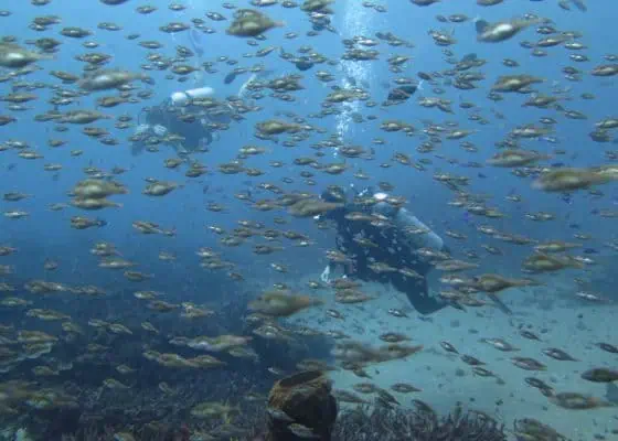 A diver analyzing their scuba tank for a PADI Enriched Air Nitrox specialty dive.