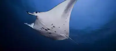 BALINALE Bali Tourism Sanur. Diving Nusa Penida, Nusa Penida diving.
