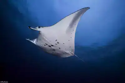 BALINALE Bali Tourism Sanur. Diving Nusa Penida, Nusa Penida diving.