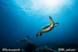 turtle at sd point