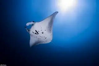 manta ray nusa