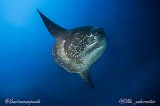 mola mola nusa penida