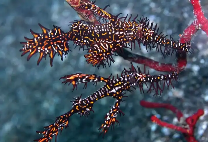 Colorful nudibranch on coral during Nusa Penida diving adventure.