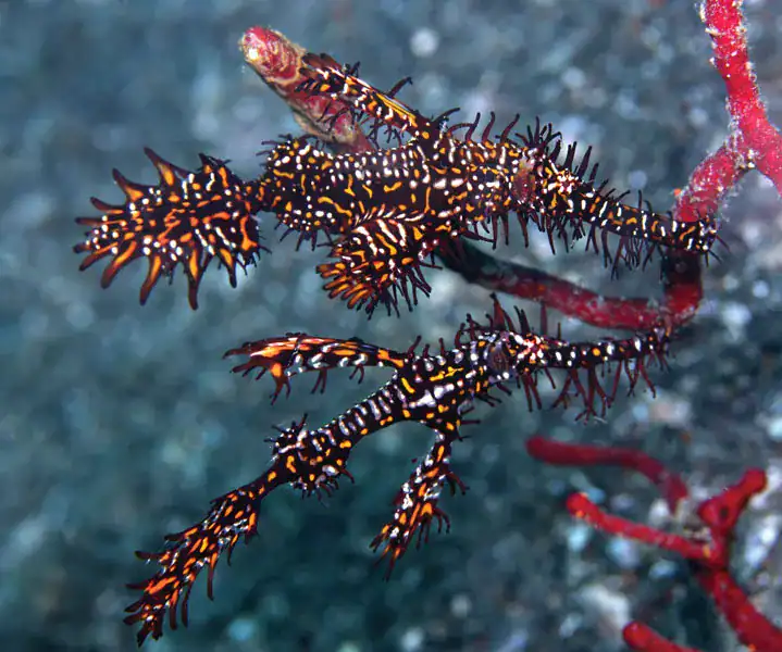 nusa penida ghost pipe fish