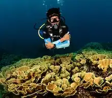 best nusa penida dive