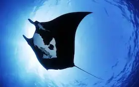 manta rays