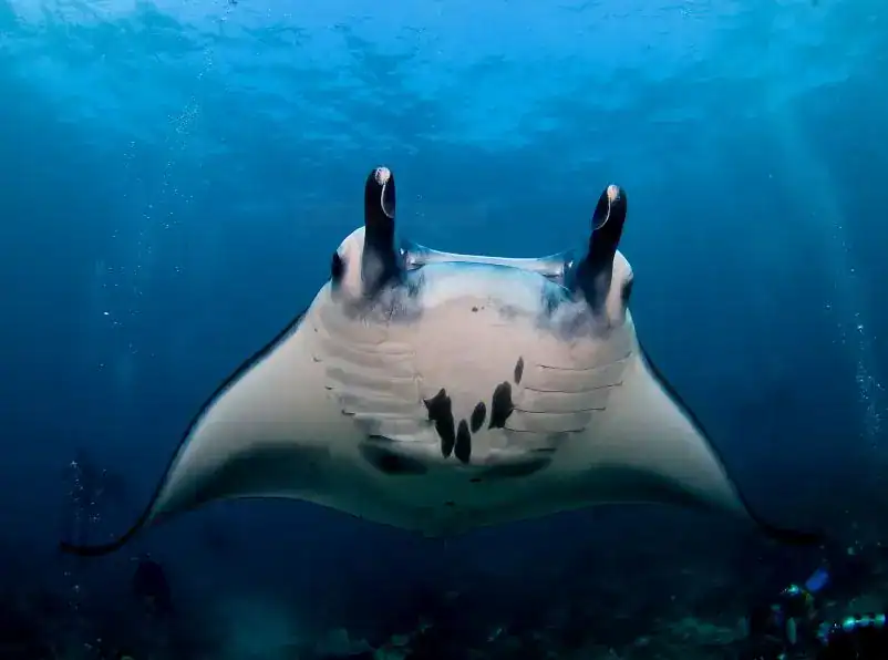manta nusa penida
