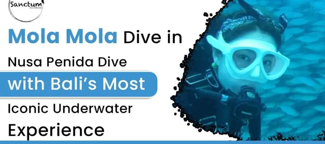 Mola Mola Dive in Nusa Penida | Dive with Bali’s Most Iconic Underwater Experience