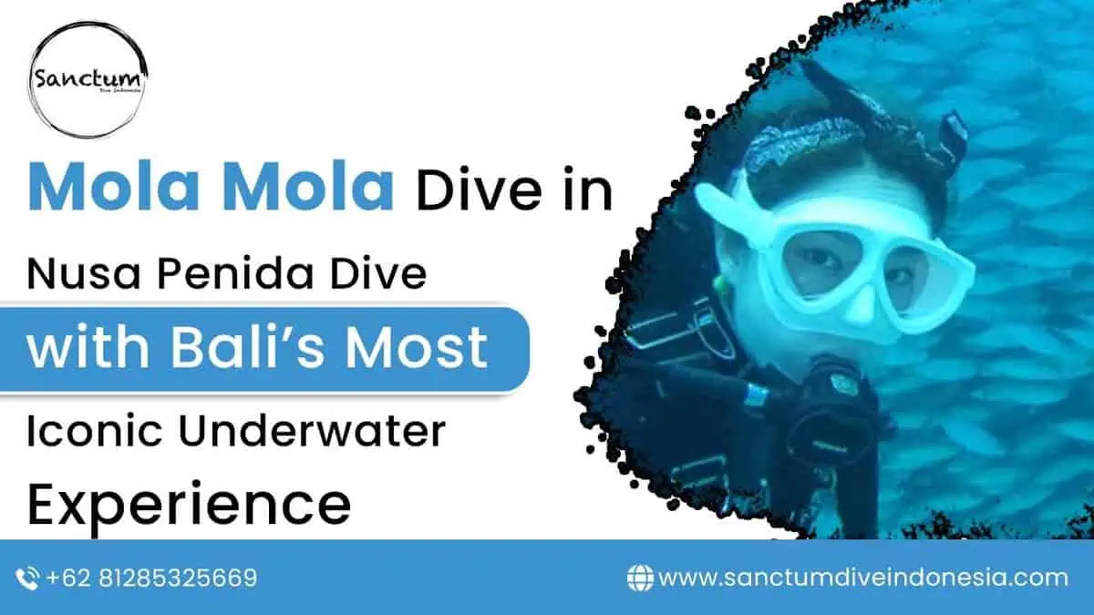 Mola Mola Dive in Nusa Penida | Dive with Bali’s Most Iconic Underwater Experience