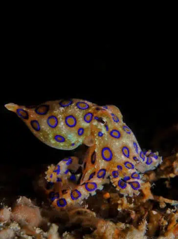Colorful blue-ringed octopus on the ocean floor in Nusa Penida.
